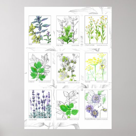 Keuken Kruiden Botanische Kunst Geneeskrachtige Pl Poster (Voorkant)