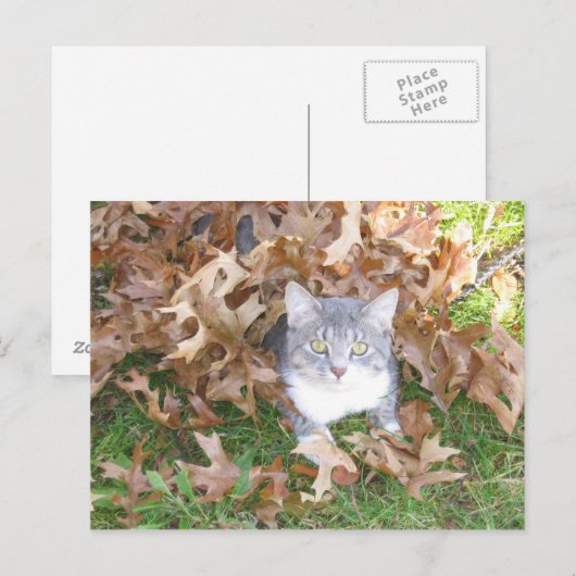 KeukenBriefkaart Briefkaart (Voorkant / Achterkant)