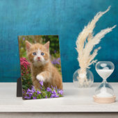 Keukenginger kitten in een tuin fotoplaat (Zijkant)