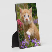 Keukenginger kitten in een tuin fotoplaat (Zijkant)