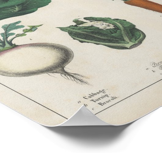 Keukengroenten | Charlotte Mary Yonge Poster (Hoek)