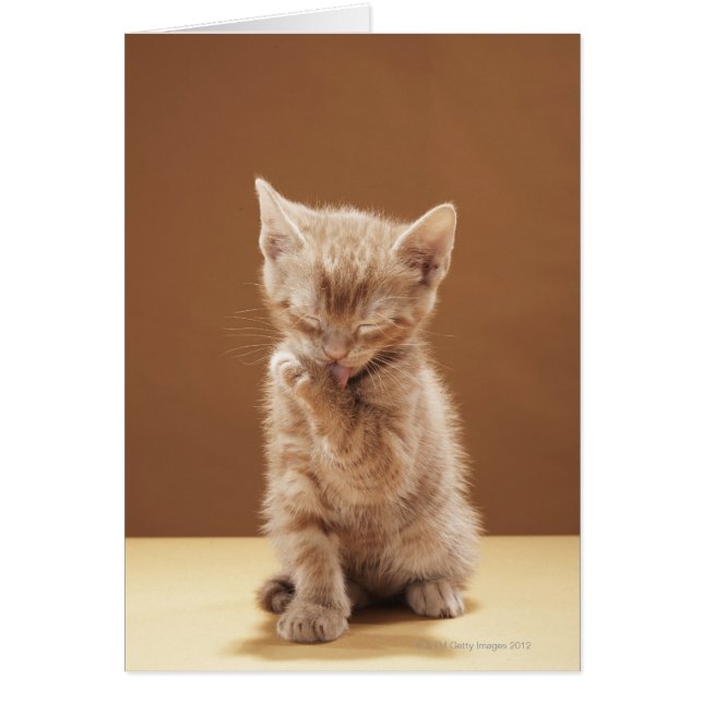 Keukengrooming (Voorkant)