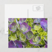 Keukenhof Garden Hydrangea Briefkaart (Voorkant / Achterkant)