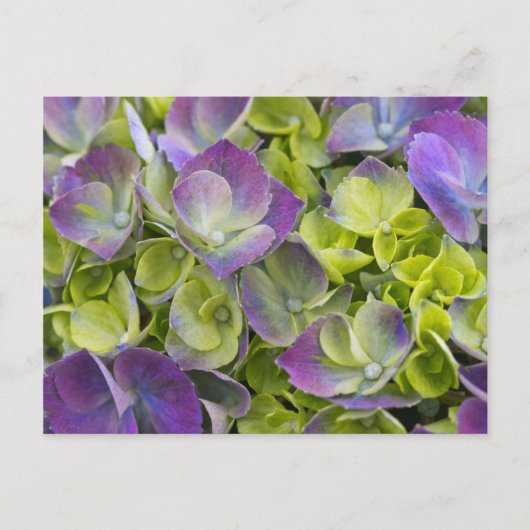 Keukenhof Garden Hydrangea Briefkaart (Voorkant)