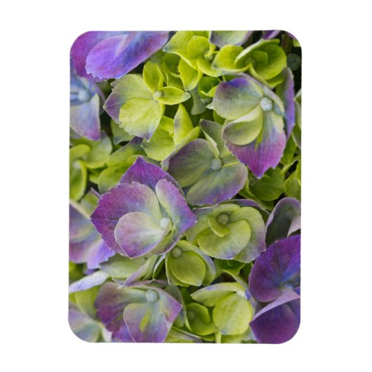 Keukenhof Garden Hydrangea Magneet (Verticaal)