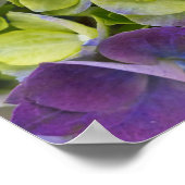 Keukenhof Garden Hydrangea Poster (Hoek)