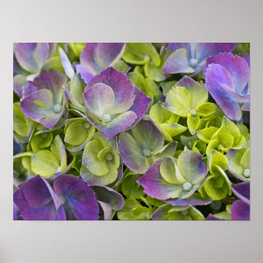 Keukenhof Garden Hydrangea Poster (Voorkant)