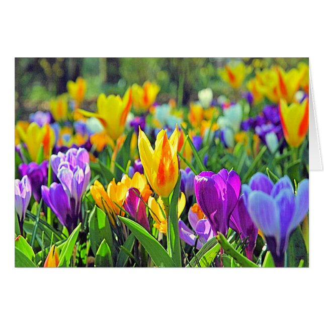 KEUKENHOF GARDENS, HOLLAND (Voorkant Horizontaal)