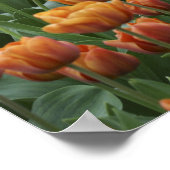 Keukenhof Gardens, Holland, gespecialiseerd in 2 Poster (Hoek)