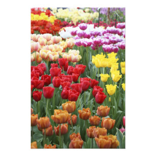 Keukenhof Gardens, Holland, is gespecialiseerd in  Foto Afdruk