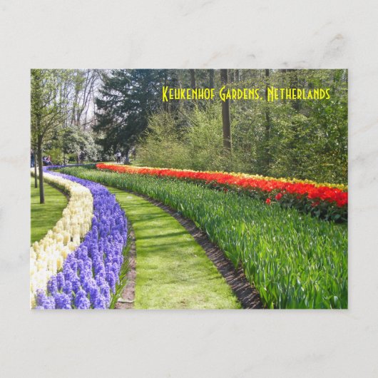Keukenhof Gardens, Nederland Briefkaart (Voorkant)