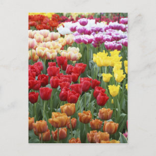 Keukenhof Gardens, Nederland, is gespecialiseerd i Briefkaart