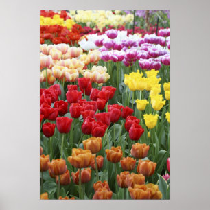 Keukenhof Gardens, Nederland, is gespecialiseerd i Poster