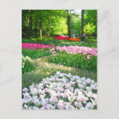 Keukenhof tuin - Holland briefkaart (Voorkant)