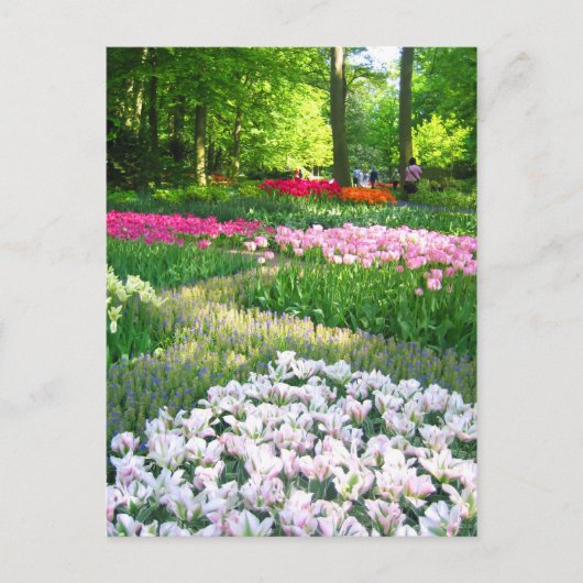 Keukenhof tuin - Holland briefkaart (Voorkant)