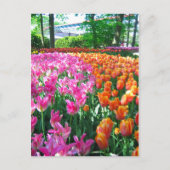 Keukenhof tuin - Holland briefkaart (Voorkant)
