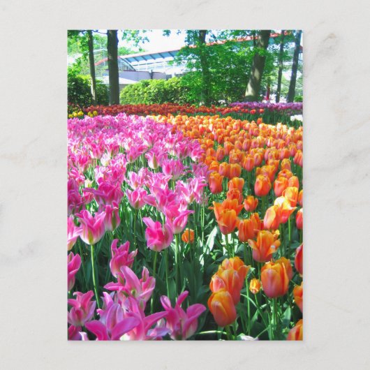 Keukenhof tuin - Holland briefkaart (Voorkant)