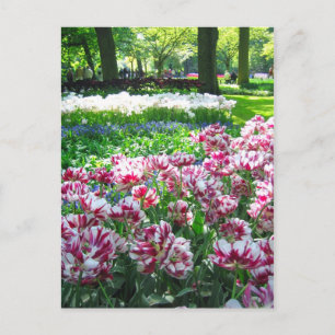 Keukenhof tuin - Holland briefkaart