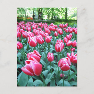 Keukenhof tuin - Holland briefkaart
