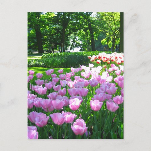 Keukenhof tuin - Holland briefkaart (Voorkant)