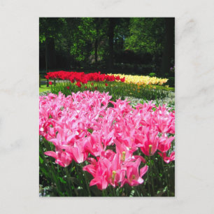 Keukenhof tuin - Holland briefkaart