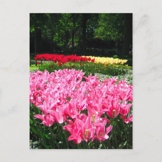Keukenhof tuin - Holland briefkaart (Voorkant)