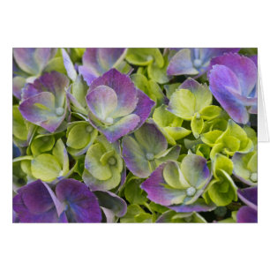 Keukenhof Tuin Hydrangea