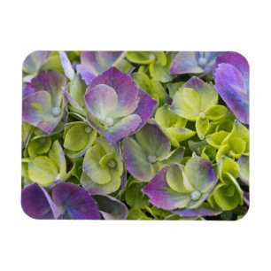 Keukenhof Tuin Hydrangea Magneet