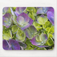 Keukenhof Tuin Hydrangea
