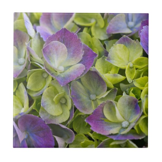 Keukenhof Tuin Hydrangea Tegeltje (Voorkant)