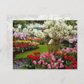 Keukenhof tuinen in Lisse, ten zuiden van Amster Briefkaart (Voorkant / Achterkant)