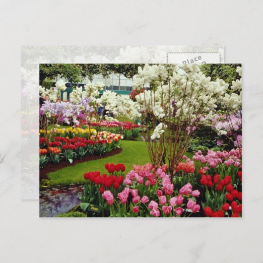 Keukenhof tuinen in Lisse, ten zuiden van Amster Briefkaart (Voorkant / Achterkant)