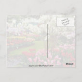 Keukenhof tuinen in Lisse, ten zuiden van Amster Briefkaart (Achterkant)