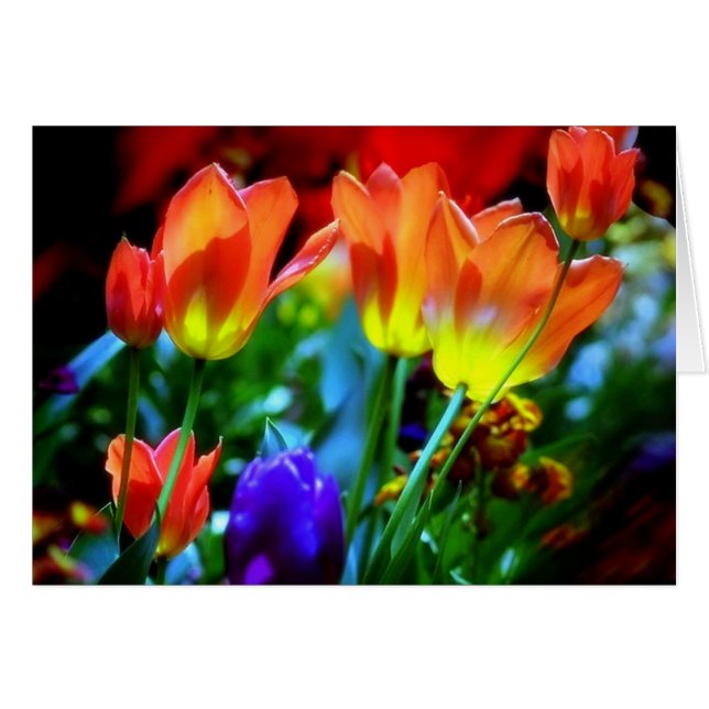 KEUKENHOF TUINEN, LISSE HOLLAND (Voorkant Horizontaal)