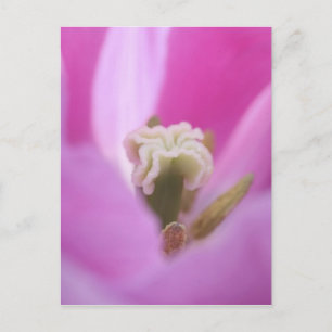 Keukenhof Tuinen, Nederland, is gespecialiseerd in Briefkaart