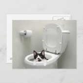 Keukenkat in toiletbak briefkaart (Voorkant / Achterkant)