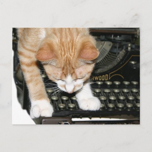 Keukenkatten Briefkaart (Voorkant)