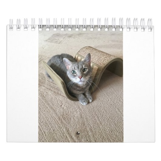 Keukenkatten Kalender (Hoes)