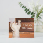 Keukenkattenliefde Briefkaart (Staand voorkant)