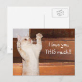 Keukenkattenliefde Briefkaart (Voorkant / Achterkant)