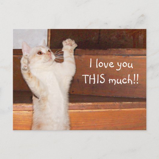 Keukenkattenliefde Briefkaart (Voorkant)