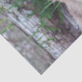 Keukenpapier voor cougar-krabben tissuepapier (Detail)