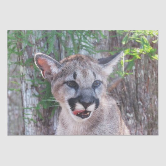 Keukenpapier voor cougar-krabben tissuepapier (Voorkant)