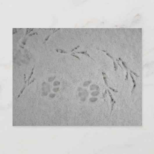 Keukenpoot en vogelsporen in de sneeuw - briefkaar briefkaart (Voorkant)