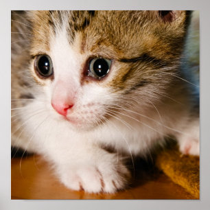 Keukenposter Poster