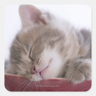 Keukenslaapje in Bowl 2 Vierkante Sticker