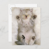 Keukenslaapje op een witte vloertapijt, hoog briefkaart (Voorkant / Achterkant)