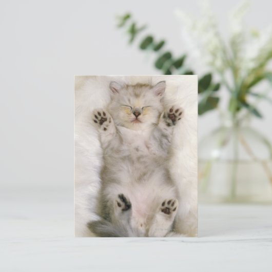 Keukenslaapje op een witte vloertapijt, hoog briefkaart (Staand voorkant)