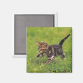 Keukenverkenning van gras magneet (Voorkant / Achterkant)