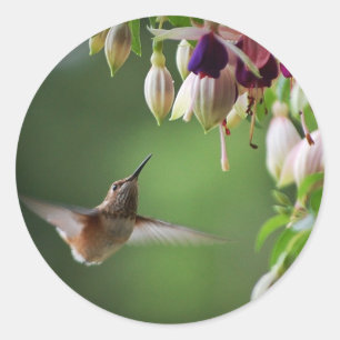 Keukenvogel en fluitenster Plant Ronde Sticker